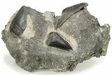 Three Partial, Fossil Megalodon Teeth In Rock - South Carolina #227419-5